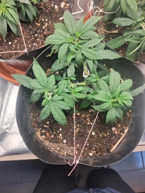 White Widow e Durban Poison. Week 6 - DB 2 - *pós* 2nd topping, LST e defoliation
