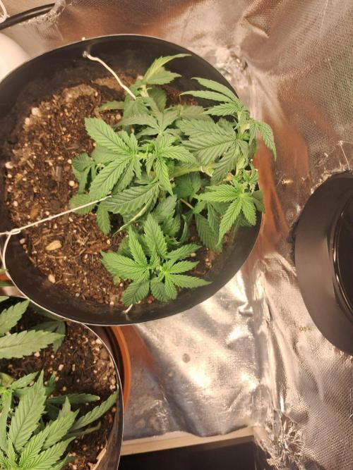 White Widow e Durban Poison. Week 6 - DB 2- *pós* 2nd topping, LST and defoliation
