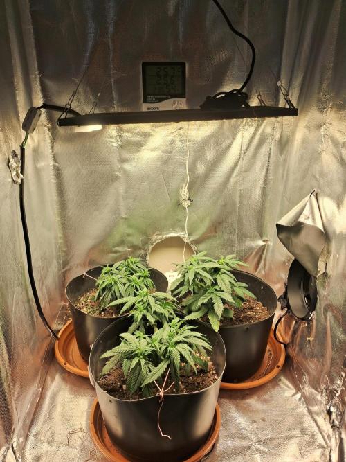 White Widow e Durban Poison. Week 7 - Grow dia 28/06
