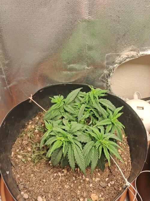 White Widow e Durban Poison. Week 7 - White Widow 