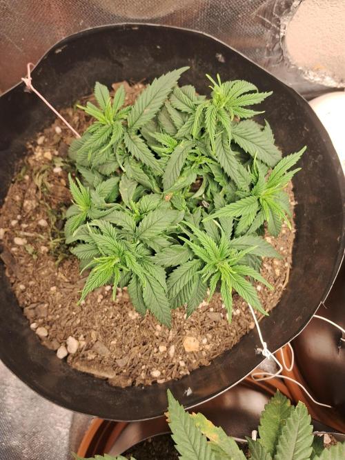 White Widow e Durban Poison. Week 7 - White Widow (topview)