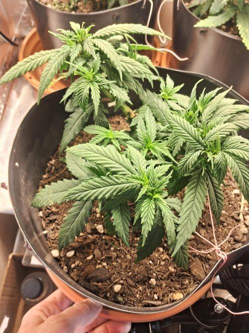 White Widow e Durban Poison. Week 7 - Durban Poison 1