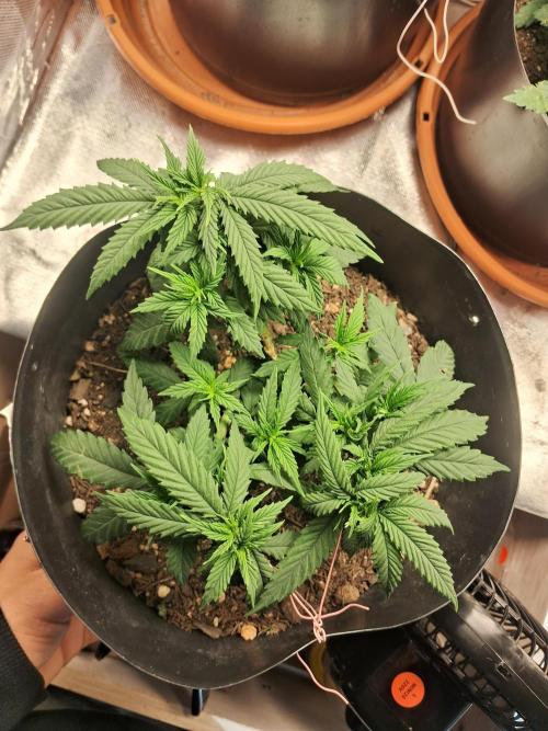 White Widow e Durban Poison. Week 7 - Durban Poison 1 (topview)