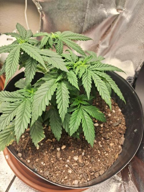 White Widow e Durban Poison. Week 7 - Durban Poison 2