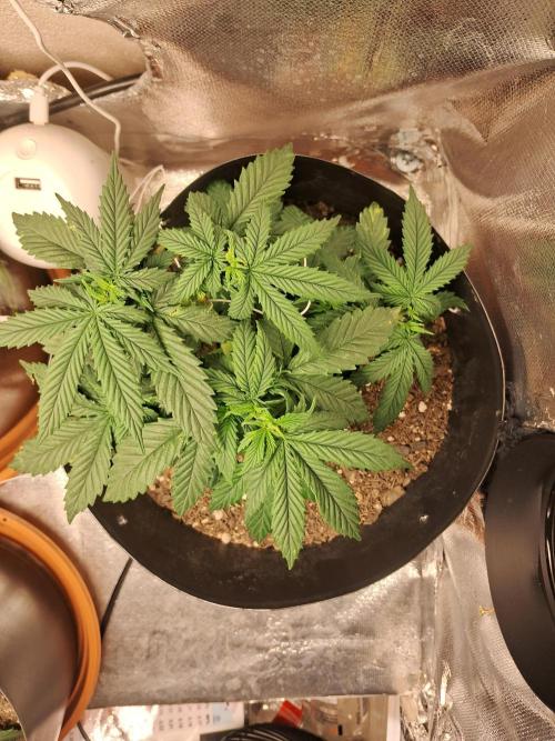 White Widow e Durban Poison. Week 7 - Durban Poison 2 (topview)