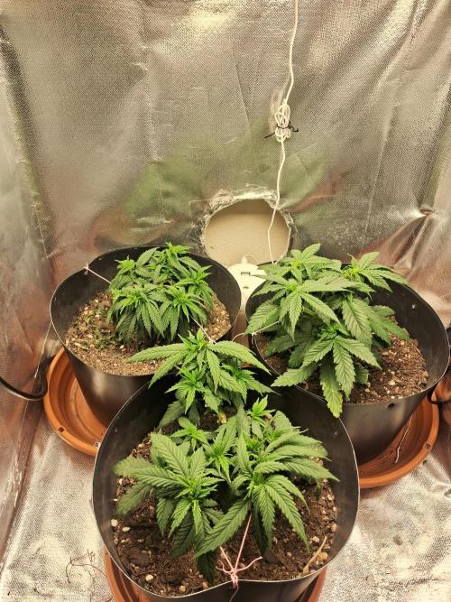 White Widow e Durban Poison. Week 7 - Grow Dia 28/06