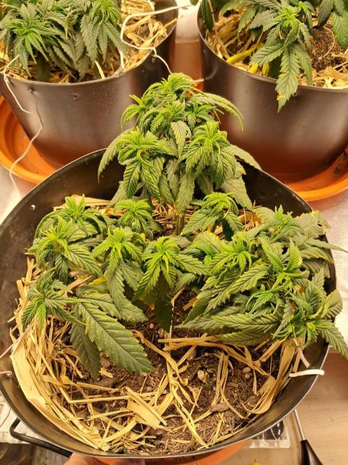 White Widow e Durban Poison. Week 8 - Durban Poison 1 