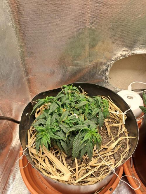 White Widow e Durban Poison. Week 8 - White Widow