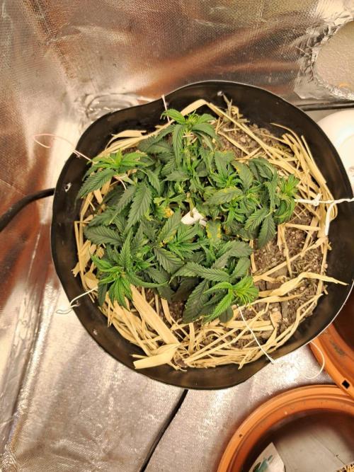 White Widow e Durban Poison. Week 8 - White Widow (topview)