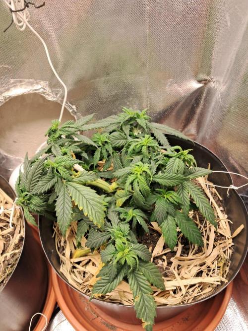 White Widow e Durban Poison. Week 8 - Durban Poison 2