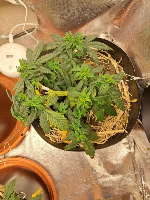 White Widow e Durban Poison. Week 8 - Durban Poison 2 (topview)