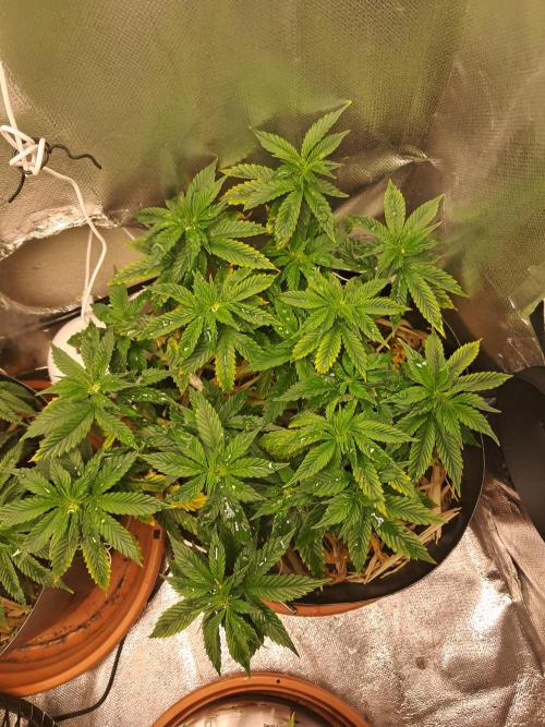 White Widow e Durban Poison. Week 11 - Durban Poison 2