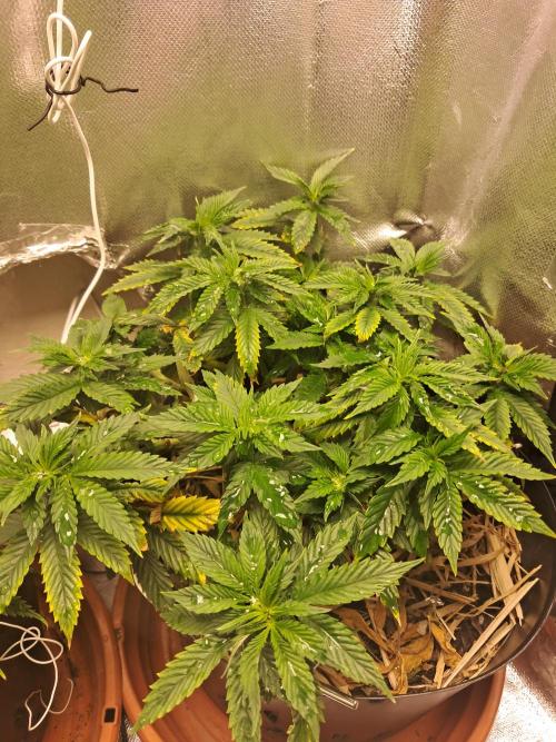 White Widow e Durban Poison. Week 11 - Durban Poison 2