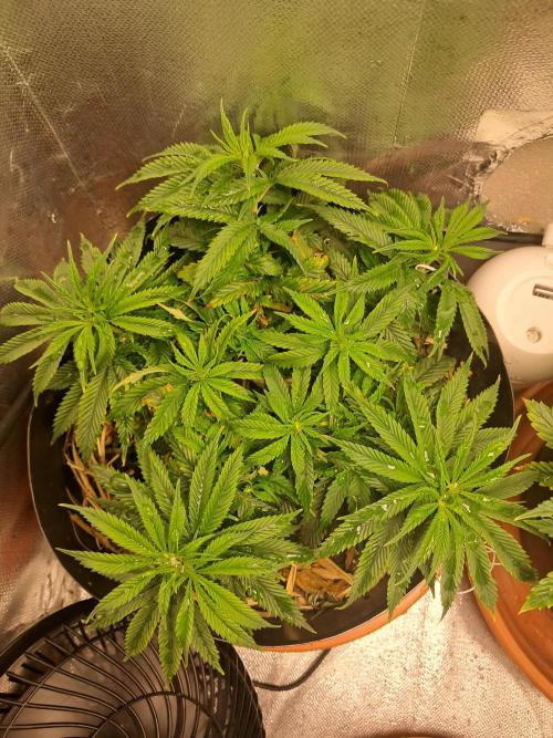 White Widow e Durban Poison. Week 11 - White Widow