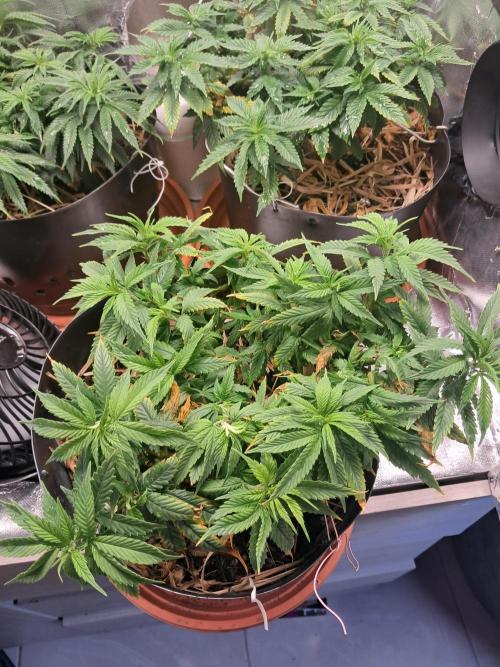White Widow e Durban Poison. Week 11 - Durban Poison 1