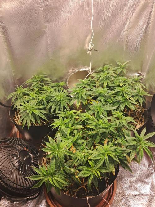 White Widow e Durban Poison. Week 11 - GROW (26/07)