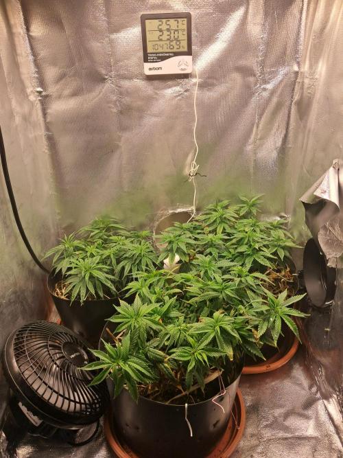 White Widow e Durban Poison. Week 11 - GROW (26/07)