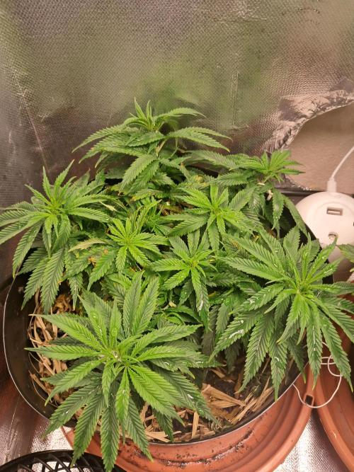 White Widow e Durban Poison. Week 11