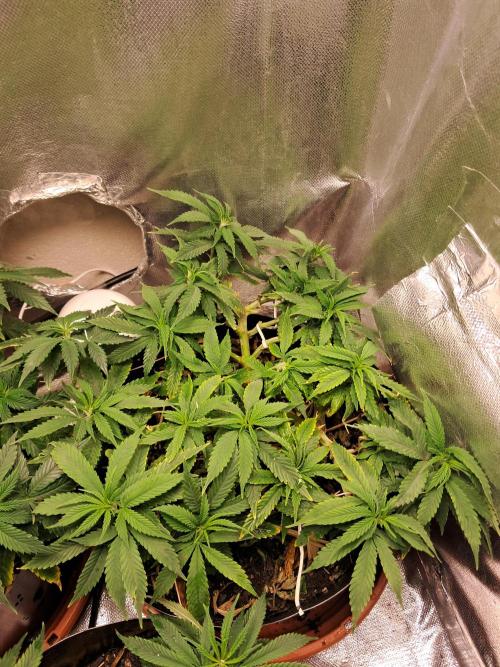 White Widow e Durban Poison. Week 12 - Durban Poison 1