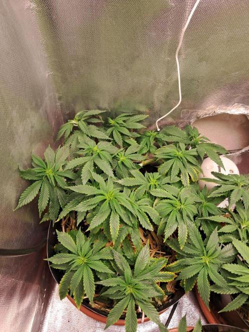 White Widow e Durban Poison. Week 12 - Durban Poison 2
