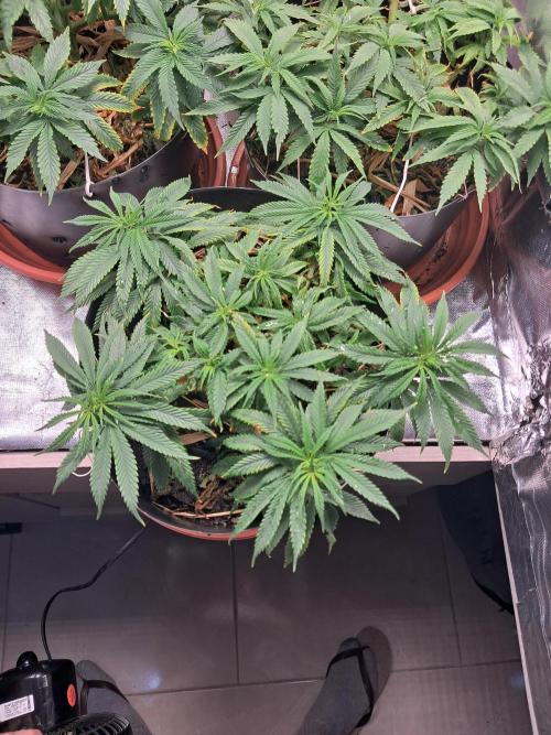 White Widow e Durban Poison. Week 12 - White Widow 