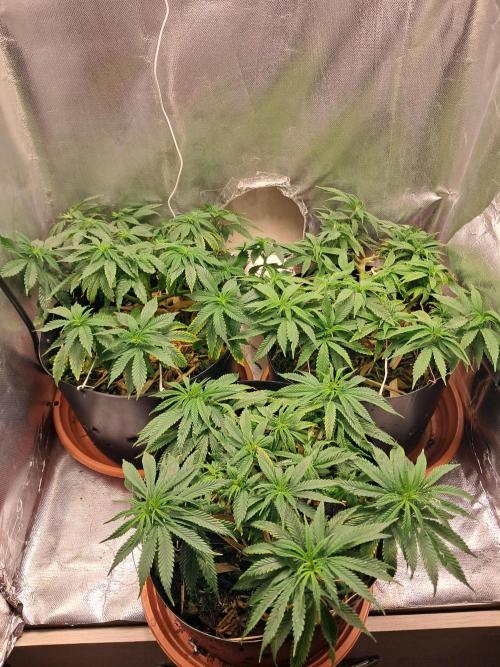 White Widow e Durban Poison. Week 12 - Grow (03/08)