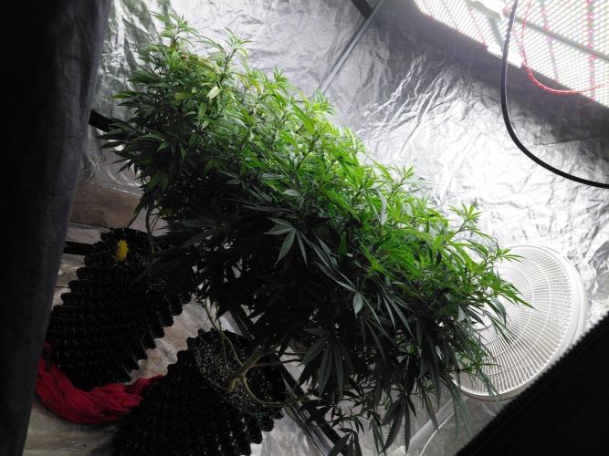 Attack of the clones!. Week 2 - 8wks later 🤦🏾😅😅 
Ik ik but wk 2 flower here u have my troll tree 😭😭😭😭