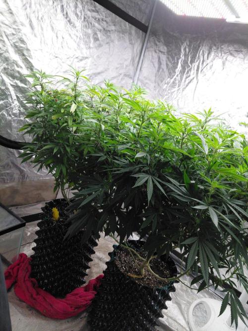 Attack of the clones!. Week 2