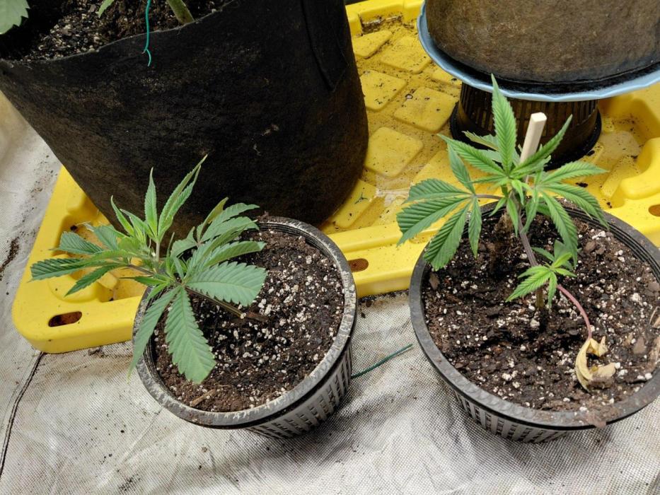 Attack of the clones!. Week 1 - 1st day home