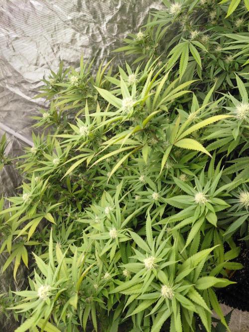 Attack of the clones!. Week 4