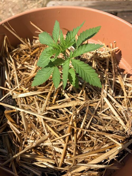 Corsica cash express FR. Week 3