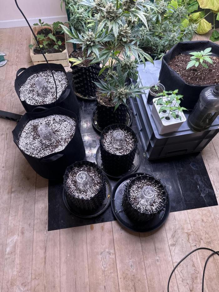 New Auto Grow. Week 0 - Seeds popped and potted 2x 30 liter fabric pots 3x 12 l air pots.