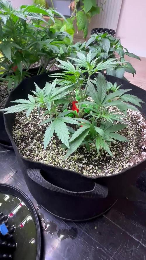 New Auto Grow