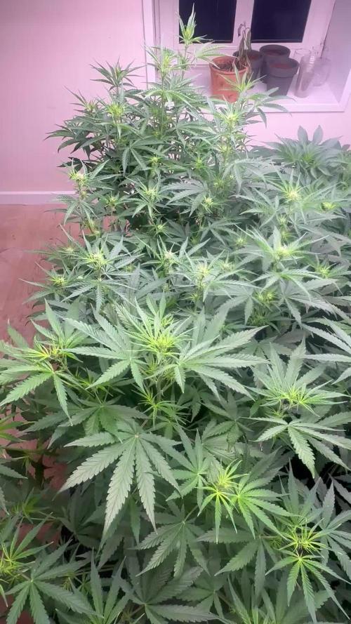 New Auto Grow