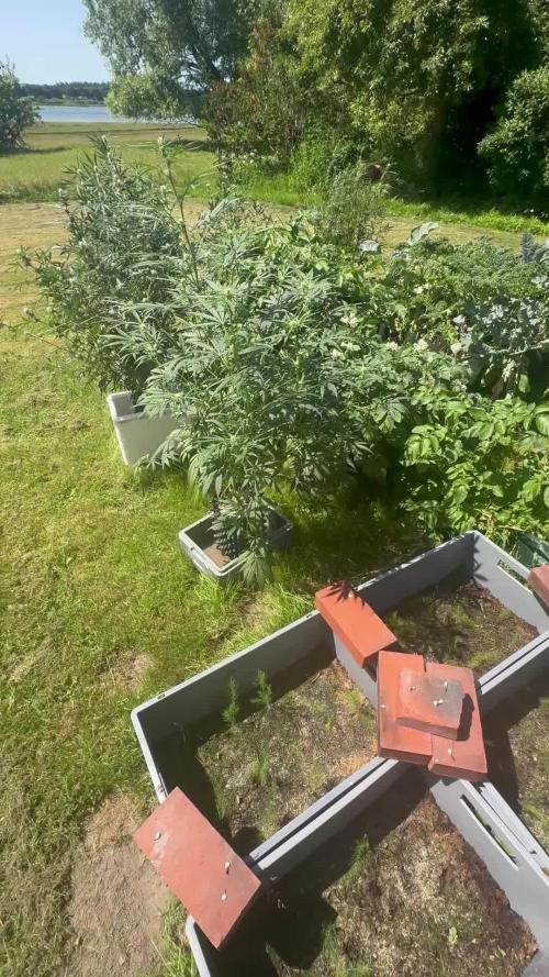 New Auto Grow