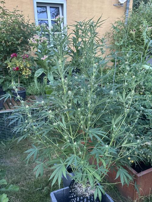 New Auto Grow. Week 8