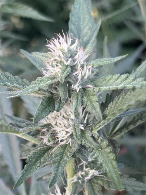 New Auto Grow. Week 8