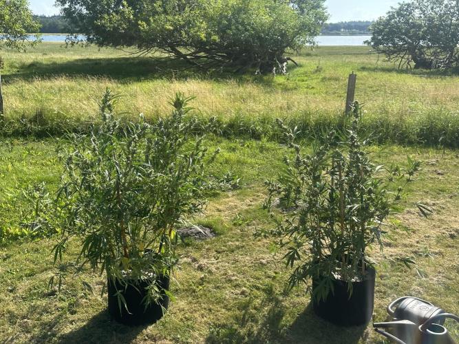 New Auto Grow. Week 10 - 2 outdoor plants .