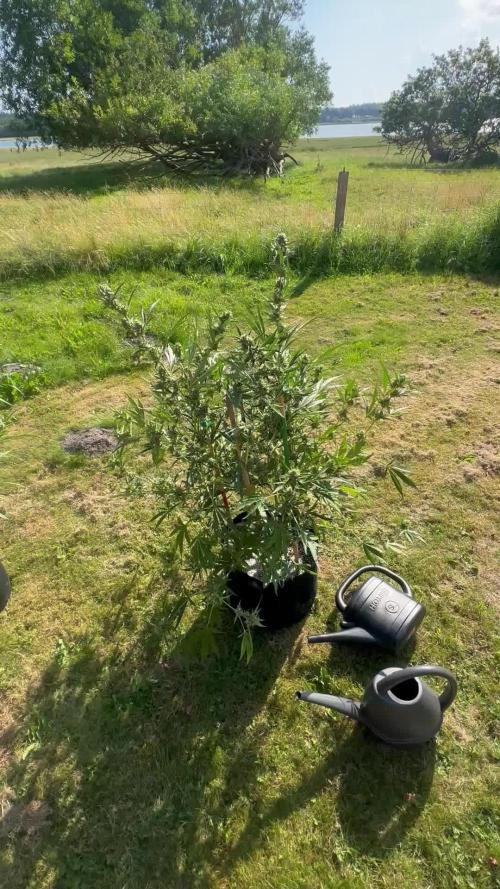 New Auto Grow