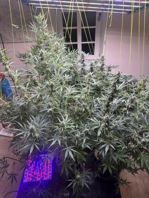 New Auto Grow. Week 10 - 3 indoor plants. 