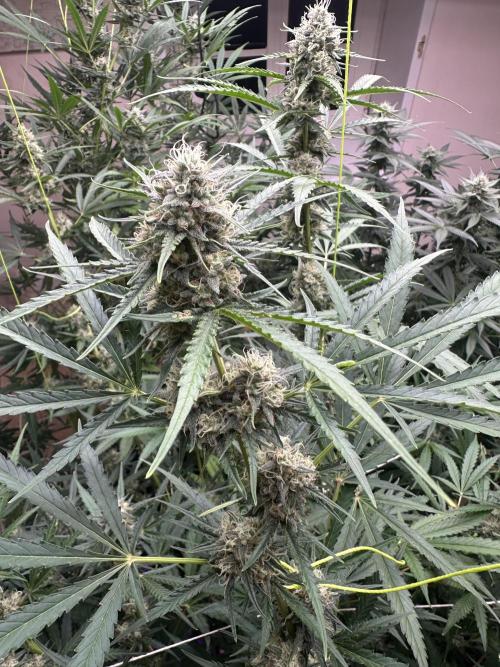 New Auto Grow. Week 10