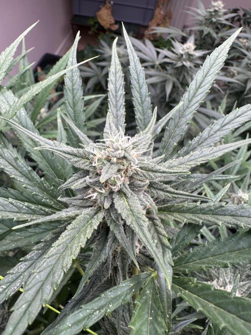 New Auto Grow. Week 10