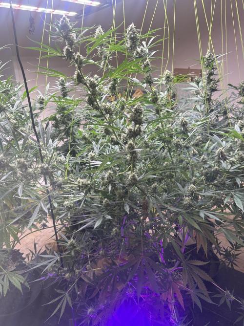 New Auto Grow. Week 10