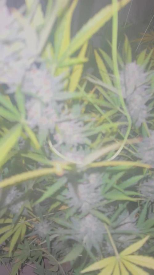 New Auto Grow