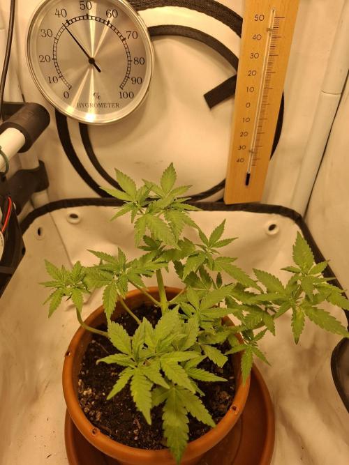 Masterkush Micro Grow. Week 1