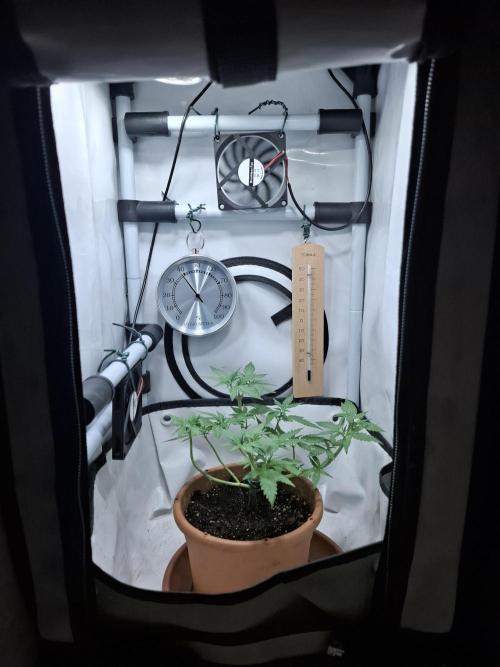 Masterkush Micro Grow. Week 1