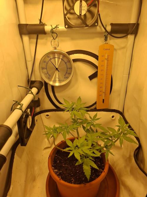 Masterkush Micro Grow. Week 1