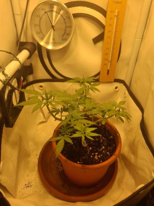 Masterkush Micro Grow. Week 1