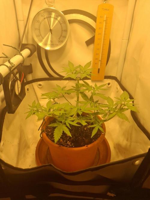 Masterkush Micro Grow. Week 1