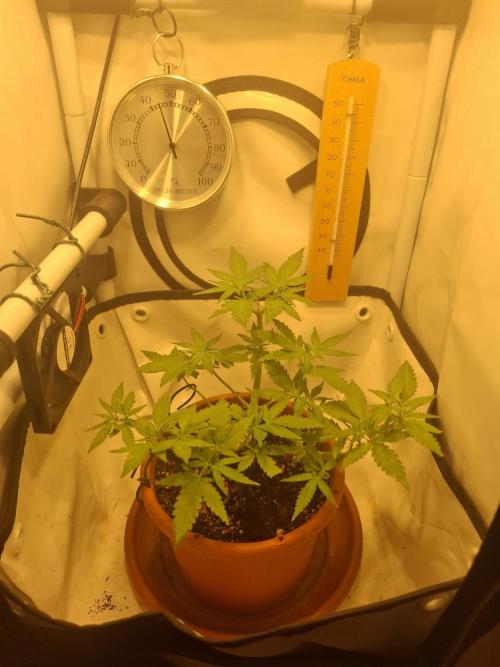Masterkush Micro Grow. Week 1